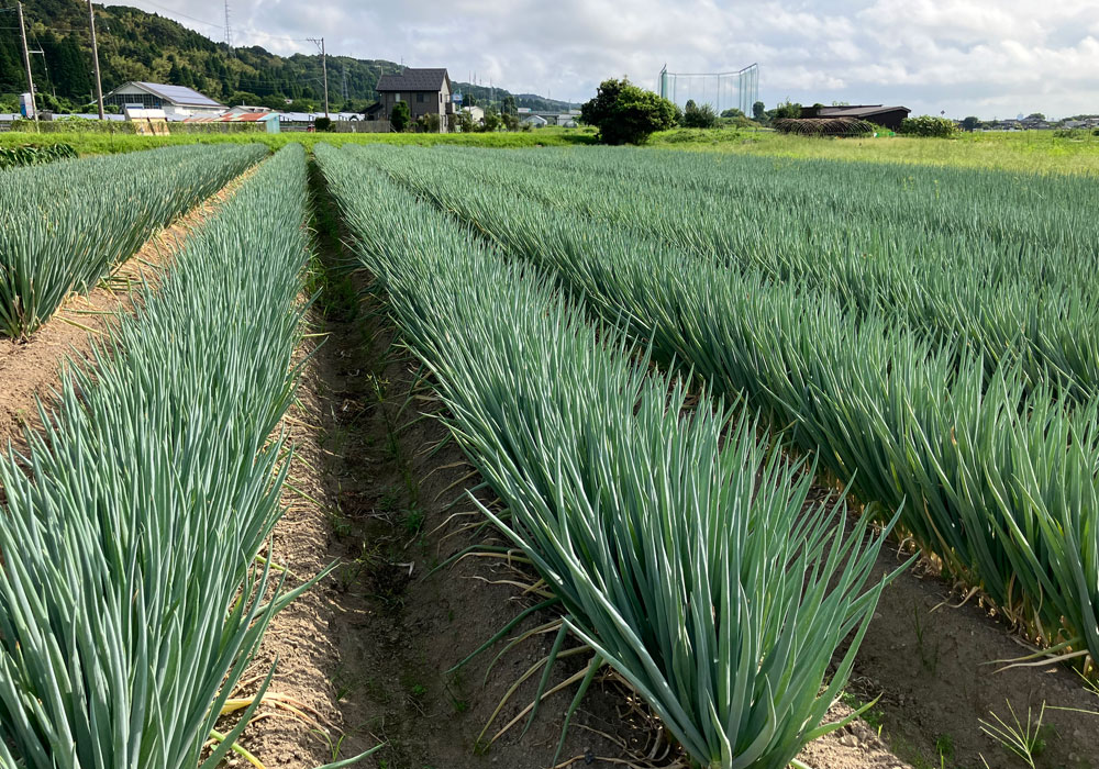 夏ネギの収穫が始まりました。