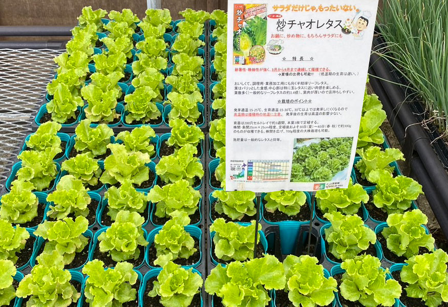 秋植え苗、いろいろ販売中！