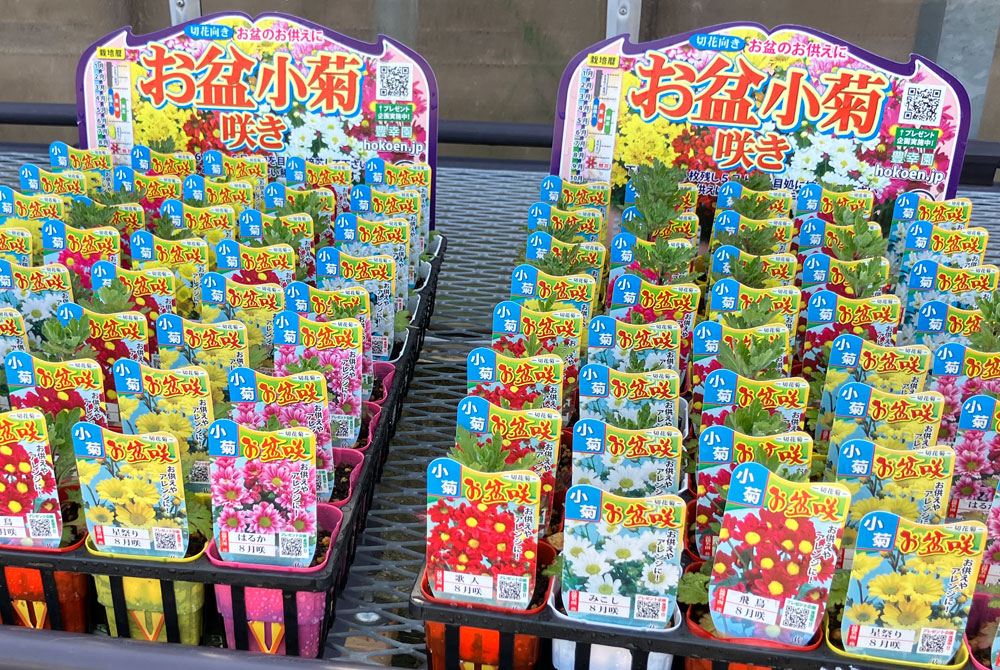 花の苗も扱っております