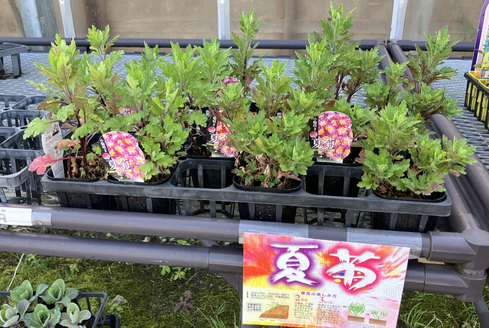 永原農園『花の苗(菊)』