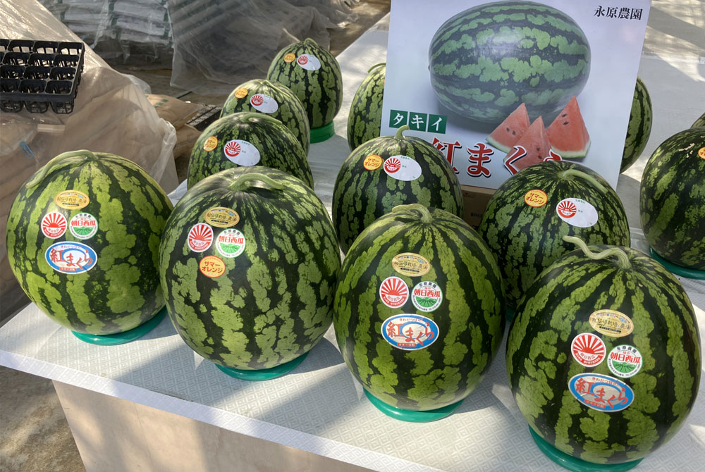 今年もおいしい朝日スイカの販売を始めました！