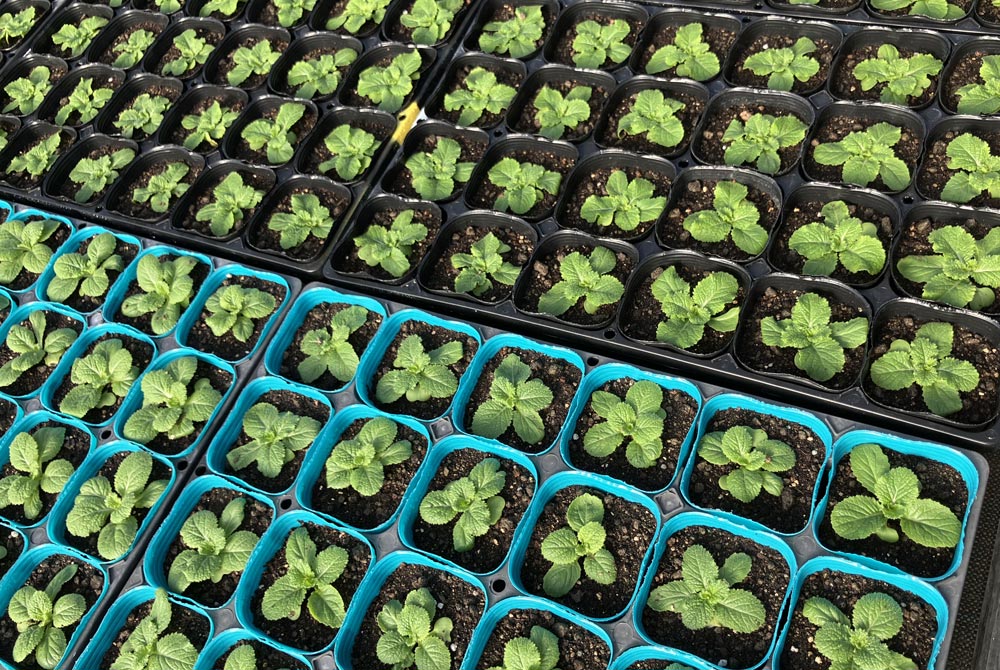 秋植え苗、順調に育っています