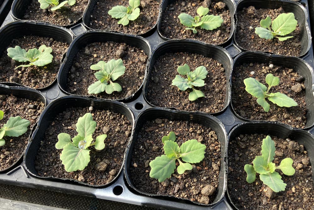 永原農園『秋植え苗』