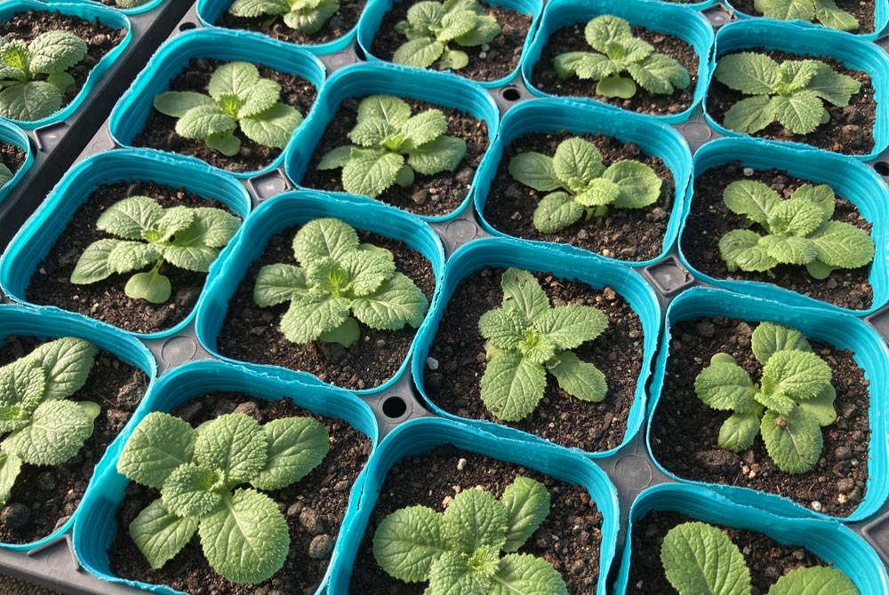 永原農園『秋植え苗』