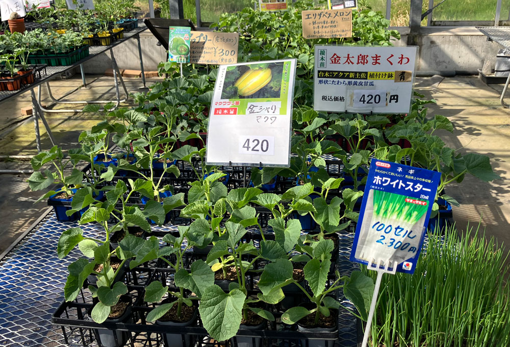 永原農園『今春も各種苗の販売』