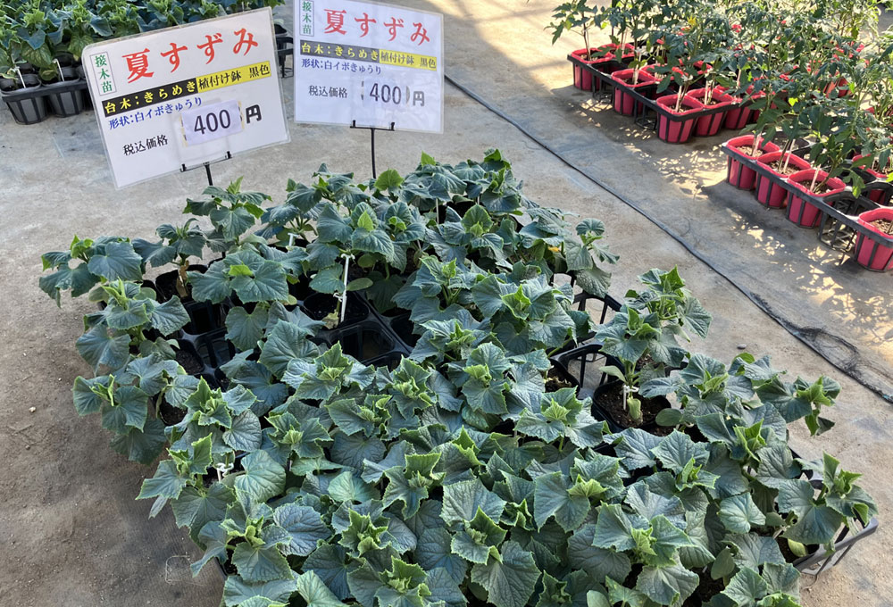永原農園『今春も各種苗の販売』