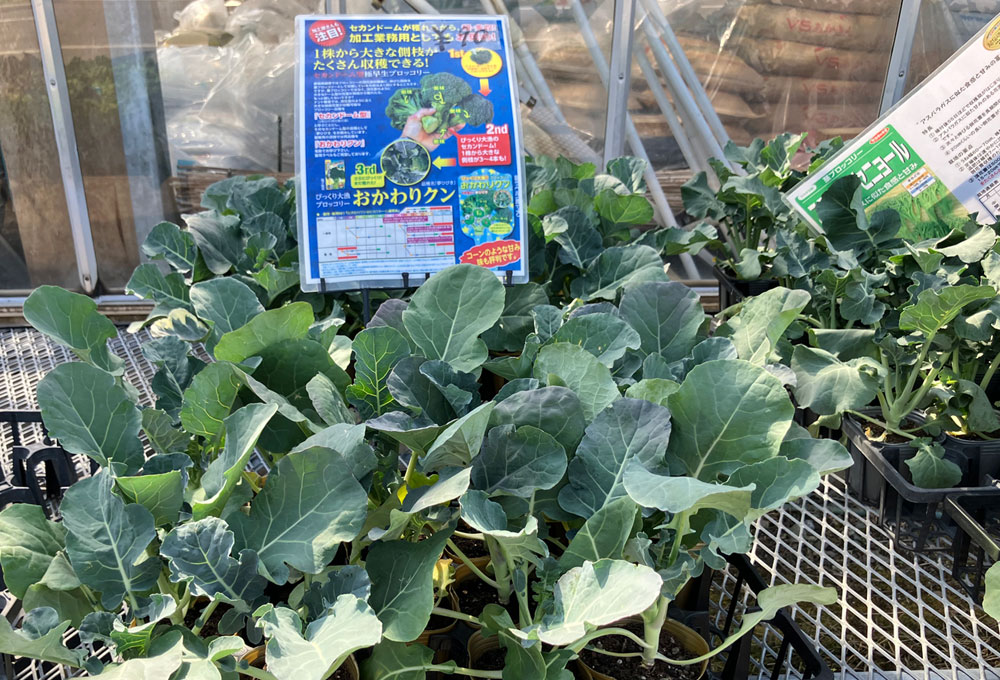 永原農園『今春も各種苗の販売』