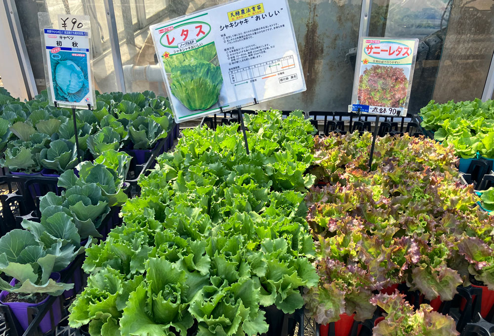 今春も各種苗の販売をしております