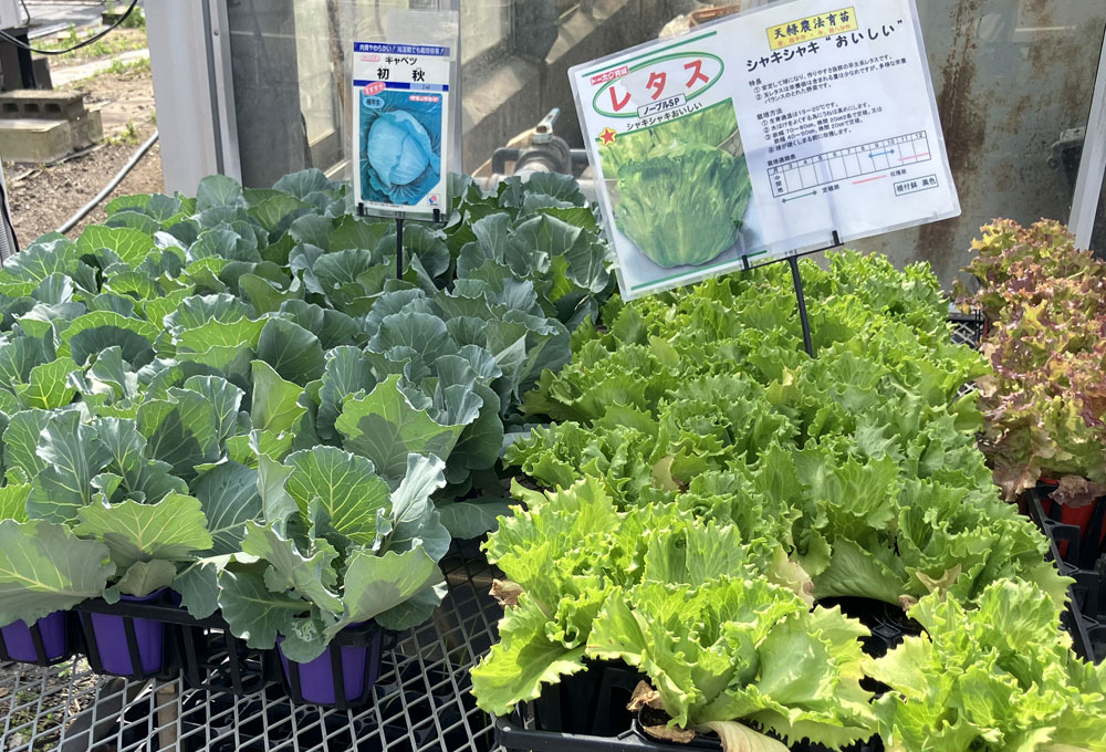永原農園『まだまだ苗を販売しています』