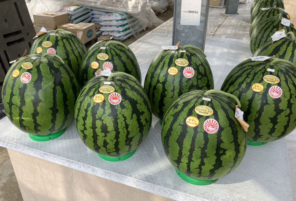 今年もおいしい朝日スイカの販売を始めました！
